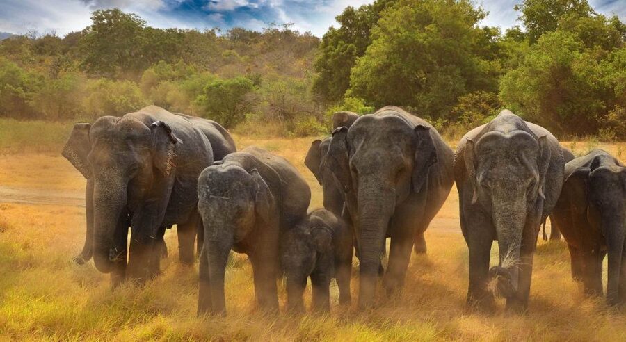 All-Inclusive Minneriya National Park Afternoon Safari - Is $95 a Fair Price?