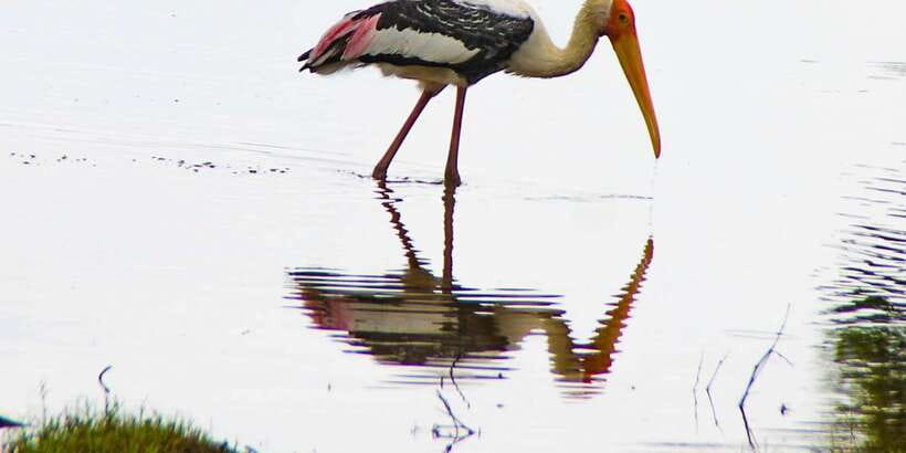 All-Inclusive Minneriya National Park Afternoon Safari - Who Will Enjoy This Afternoon Safari?