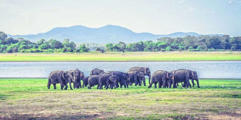 All-Inclusive Minneriya National Park Afternoon Safari - Booking Advice for Minneriya and Kaudulla