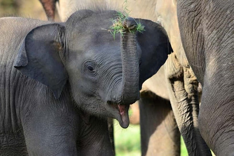 All-Inclusive Minneriya National Park Afternoon Safari - Should You Book It?