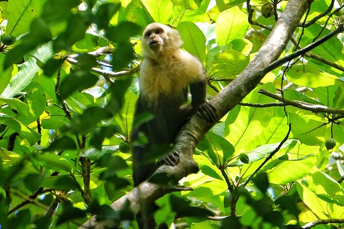 All Inclusive National Park Manuel Antonio with Binoculars - What the small group means in practice
