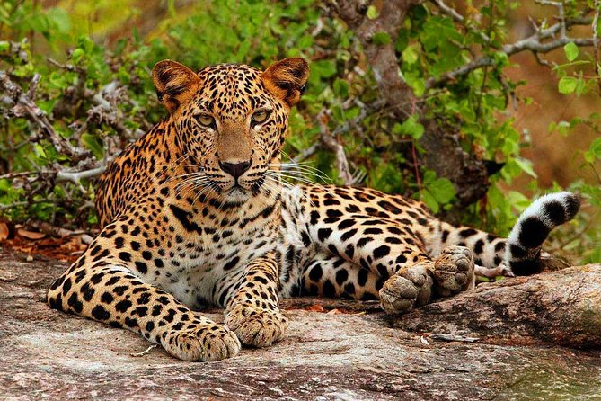 All inclusive Private jeep safari at Yala National park - Four Hours Among Yala’s Wild Animals