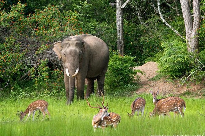 All inclusive Private jeep safari at Yala National park - Sithulpawwa Rock Temple in 30 Minutes