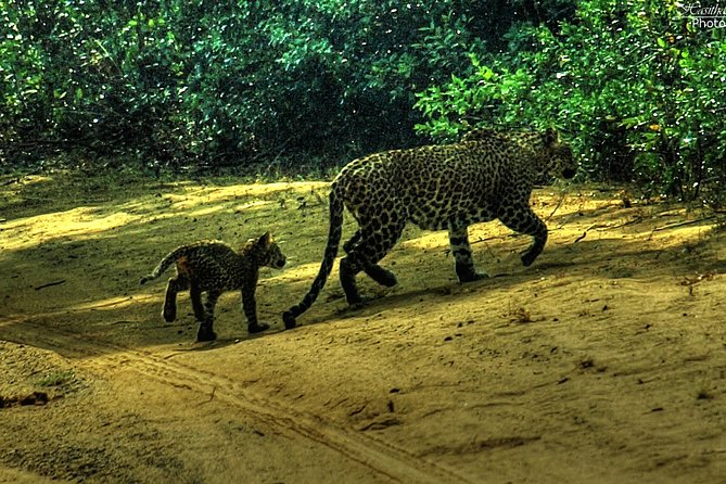 All inclusive Private jeep safari at Yala National park - When the Schedule Works Best