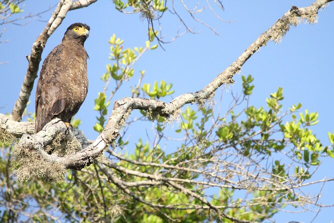 All Inclusive Private Safari in Minneriya National Park - Key points to know before booking