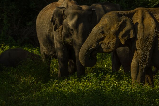 All Inclusive Private Safari in Minneriya National Park - Why Minneriya is famous for elephants
