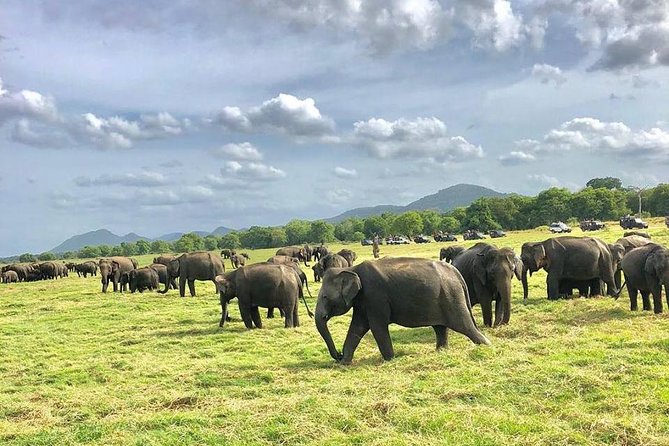 All Inclusive Private Safari in Minneriya National Park - Entering the park at about 2:30 p.m.