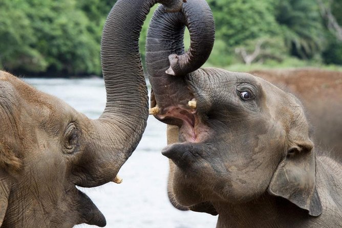 All Inclusive Udawalawa National Park Day Tour from Colombo - Leaving Colombo at 6:00 am