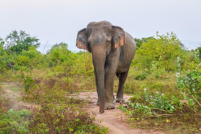 All Inclusive Udawalawa National Park Day Tour from Colombo - What the wildlife list really means