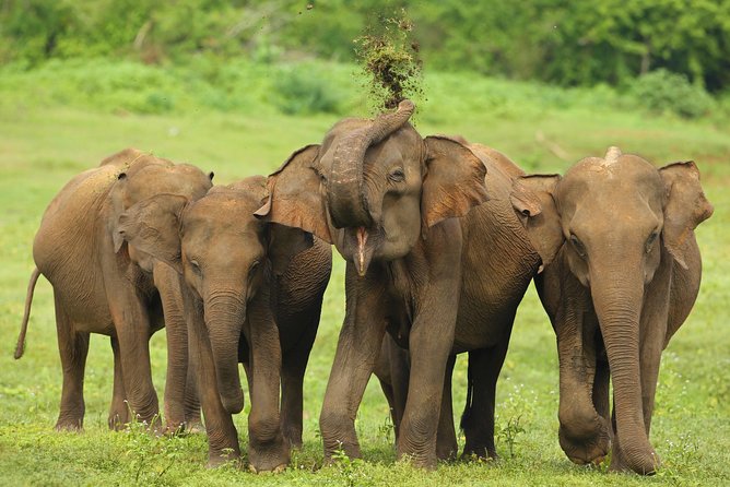 All Inclusive Udawalawa National Park Day Tour from Colombo - Sri Lankan rice and curry at the right moment