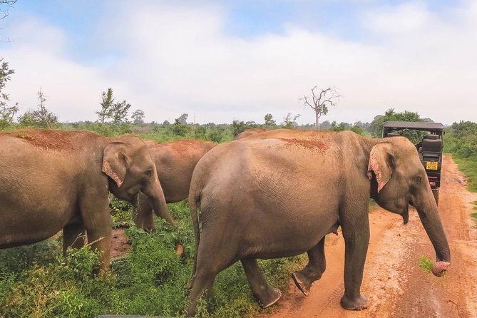 All Inclusive Udawalawa National Park Day Tour from Colombo - Is $255 good value?