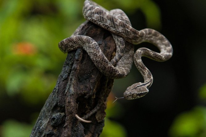 All Inclusive Udawalawa National Park Day Tour from Colombo - The 18-hour question