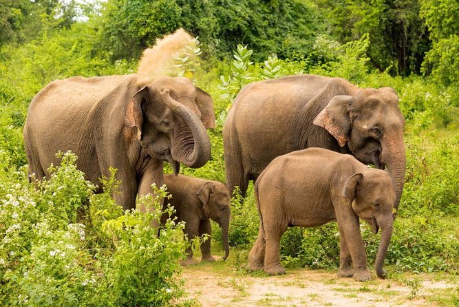 All Inclusive Udawalawa National Park Day Tour from Colombo - Who this tour suits best