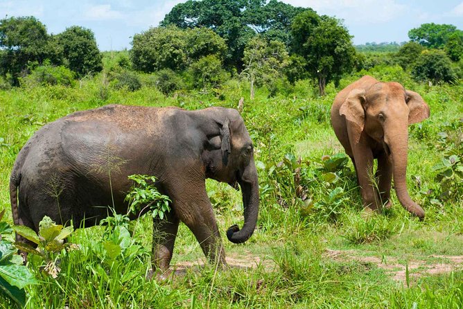 All Inclusive Udawalawa National Park Day Tour from Colombo - Why Udawalawe is a good choice for a one-day safari