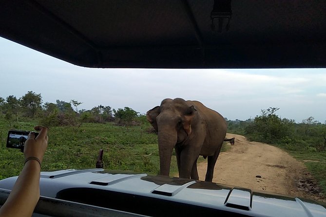 All Inclusive Udawalawe National Park Safari Day Tour from Colombo and Negombo - Why Udawalawe makes sense for a one-day safari