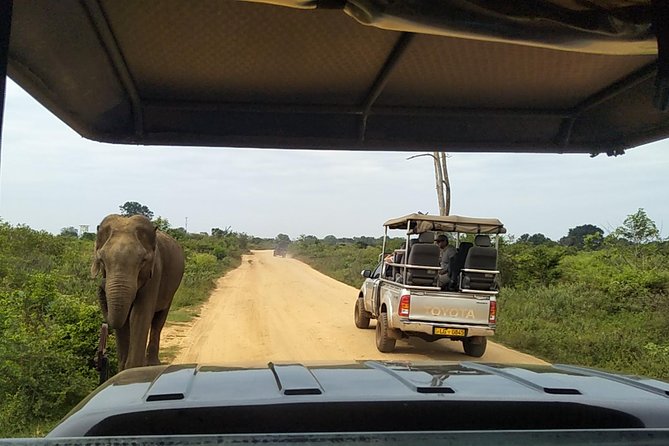 All Inclusive Udawalawe National Park Safari Day Tour from Colombo and Negombo - What the private setup is worth at $335