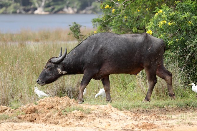 All Inclusive Wilpattu National Park Day Tour From Anuradhapura - Watching for wildlife around the villus