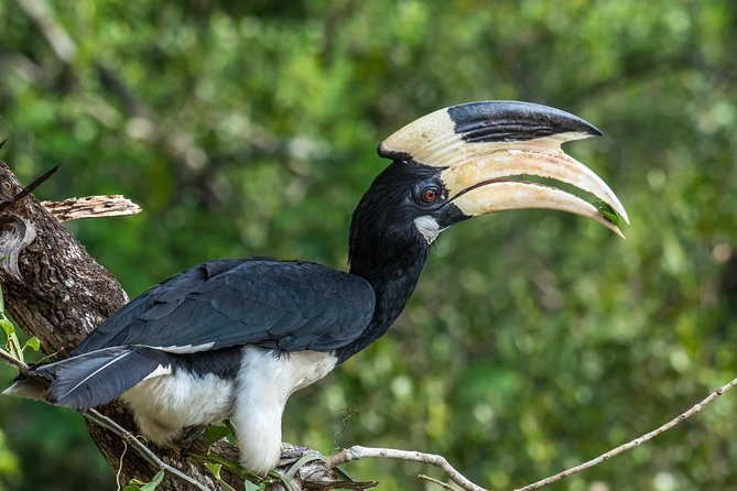 All Inclusive Wilpattu National Park Day Tour From Anuradhapura - What the guide adds to the day