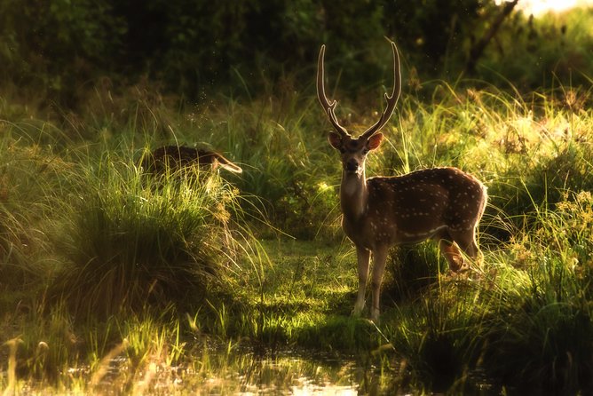 All Inclusive Wilpattu National Park Day Tour From Anuradhapura - What the $156 price really covers