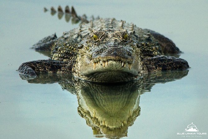 All Inclusive Wilpattu National Park Day Tour From Anuradhapura - The 6:30 am pickup and private jeep