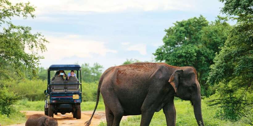 All inclussive Udawalawa National Park Safari From Colombo - Why Udawalawe works for an elephant-focused day