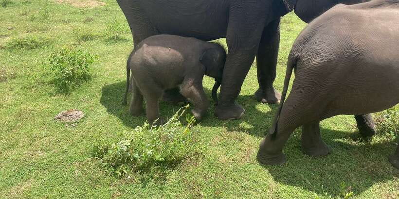 All inclussive Udawalawa National Park Safari From Colombo - Three hours among Udawalawe’s wildlife