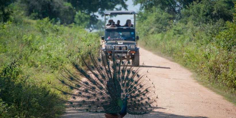 All inclussive Udawalawa National Park Safari From Colombo - The Elephant Transit Home adds a different viewpoint