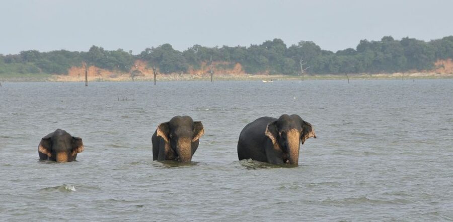 All inclussive Udawalawa National Park Safari From Colombo - What $225 buys you