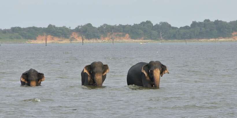 All inclussive Udawalawa National Park Safari From Colombo - How the guide and driver affect the day