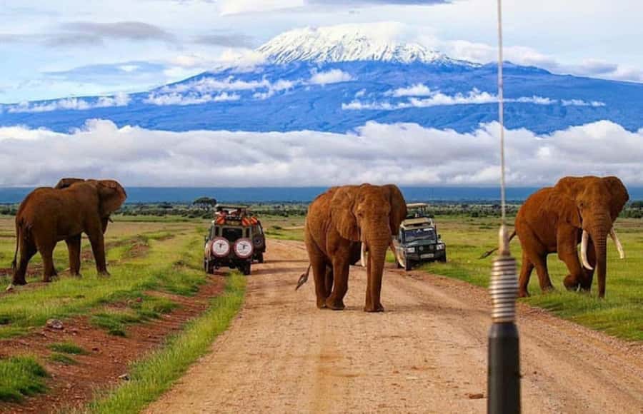 Amboseli National Park Day Trip and Maasai Village Visit - Key points before you book