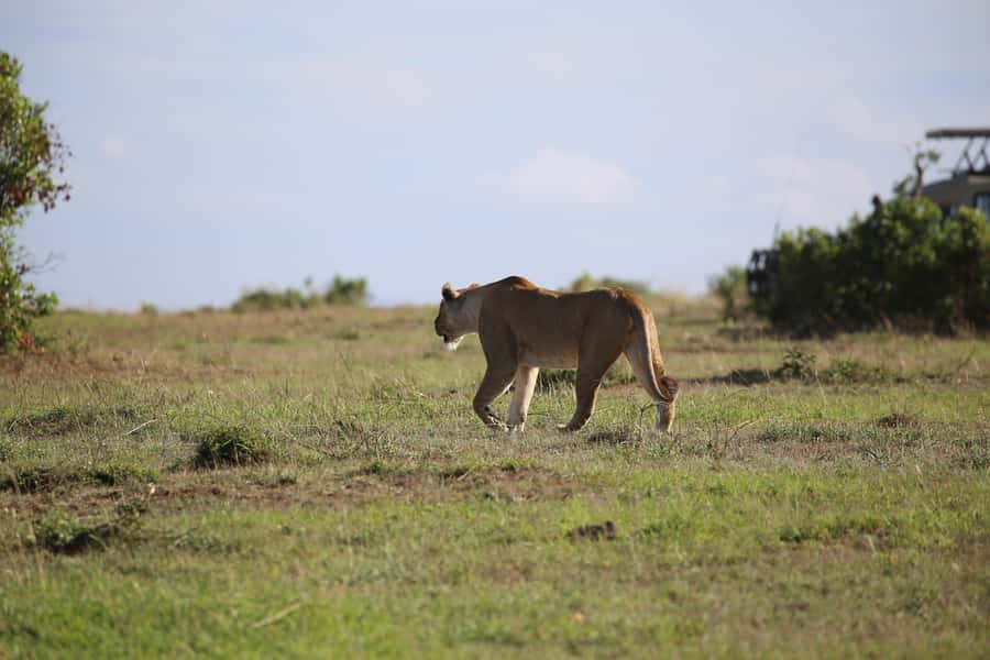 Amboseli National Park Day Trip and Maasai Village Visit - The early departure through Maasai land