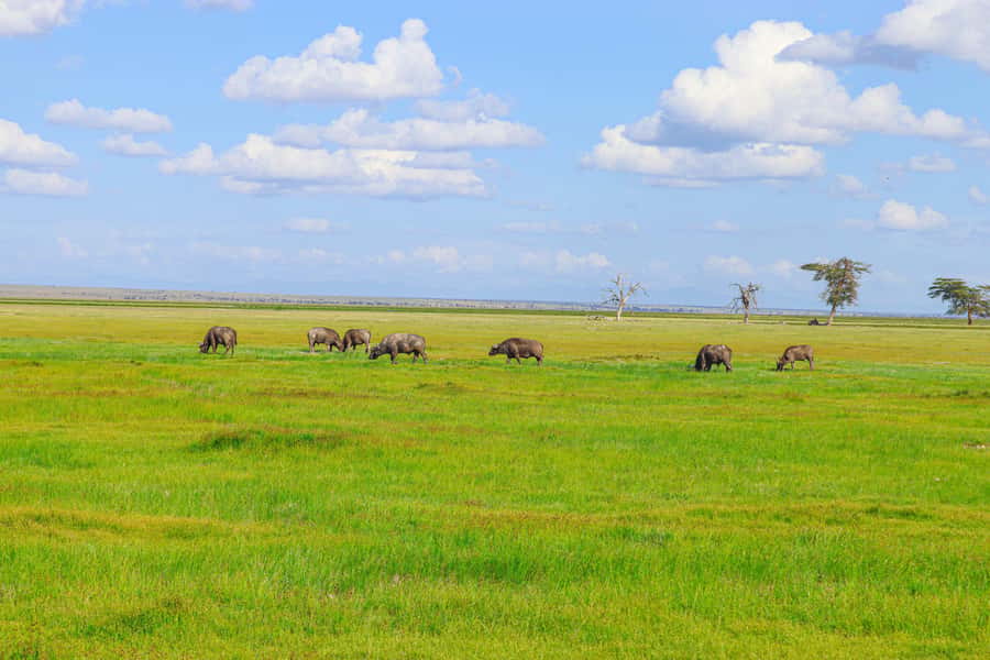 Amboseli National Park: Daytrip from Nairobi in a 4X4 Jeep - Why this Nairobi day trip is worth considering