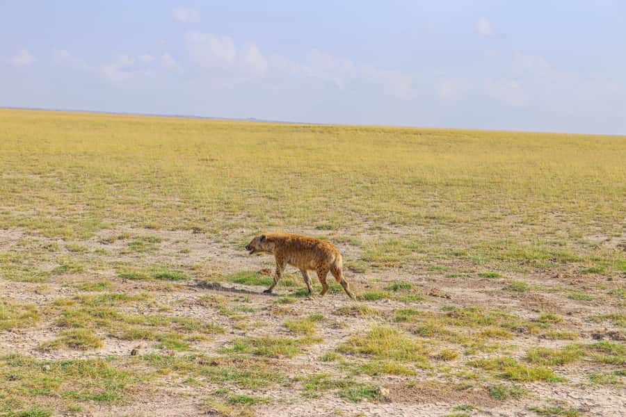 Amboseli National Park: Daytrip from Nairobi in a 4X4 Jeep - Five hours of game drives and animal viewing