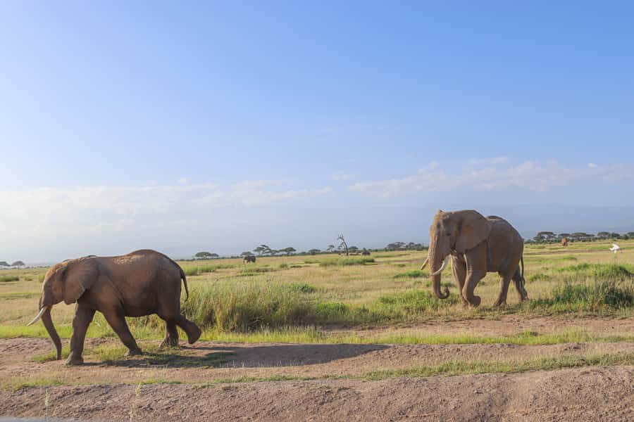 Amboseli National Park: Daytrip from Nairobi in a 4X4 Jeep - The lunch stop at Kibo Safari Camp