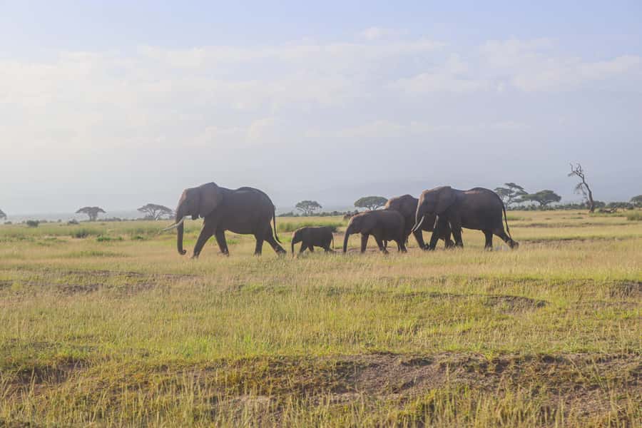 Amboseli National Park: Daytrip from Nairobi in a 4X4 Jeep - What the $280 price really buys