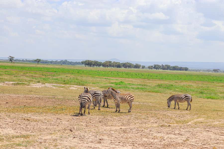 Amboseli National Park: Daytrip from Nairobi in a 4X4 Jeep - Who should book this experience