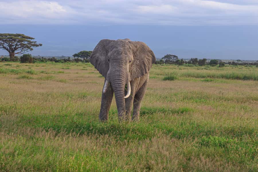 Amboseli National Park: Daytrip from Nairobi in a 4X4 Jeep - The early pickup and three-and-a-half-hour drive