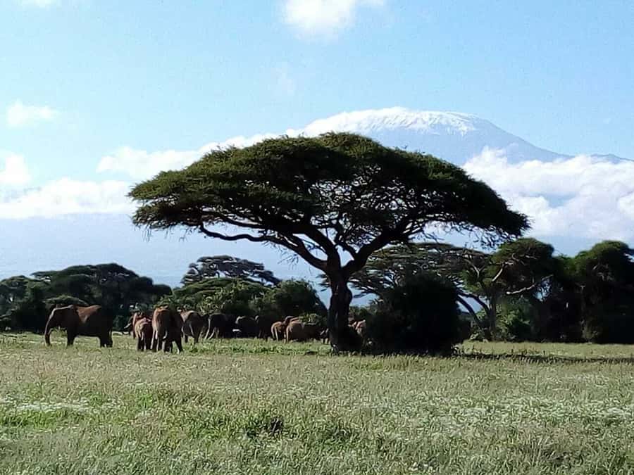Amboseli National Park: Full-Day Tour from Nairobi - What You Might See Across Amboseli