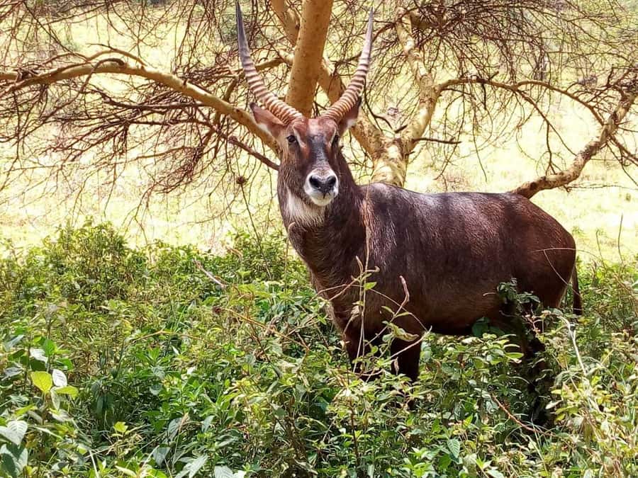 Amboseli National Park: Full-Day Tour from Nairobi - Lunch and Swimming at Kibo Safari Camp