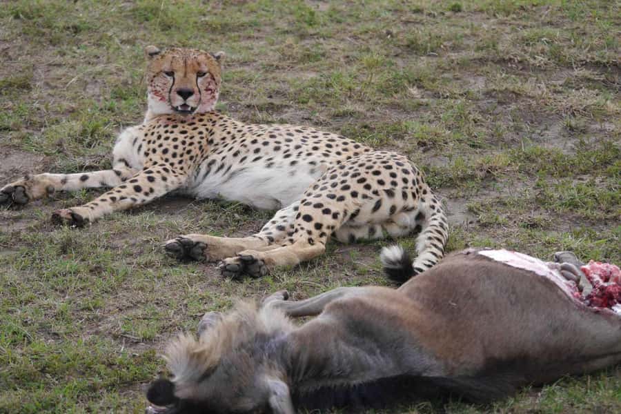 Amboseli National Park: Full-Day Tour from Nairobi - Booking Details That Matter Before You Pay