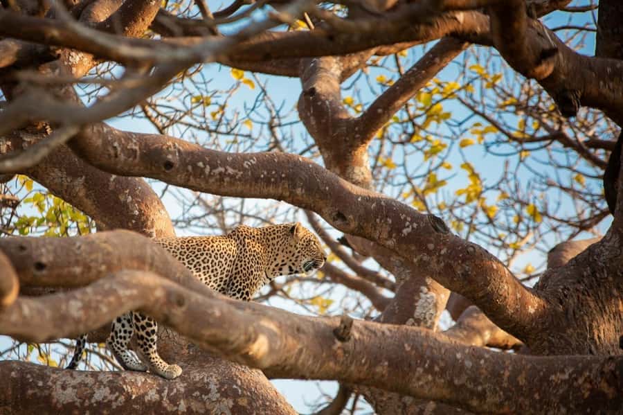 Amboseli National Park: Full-Day Tour from Nairobi - Should You Book This Amboseli Tour?