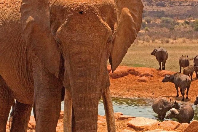 Amboseli National Park: Guided Full Day Tour - Why Amboseli makes a strong day trip from Nairobi