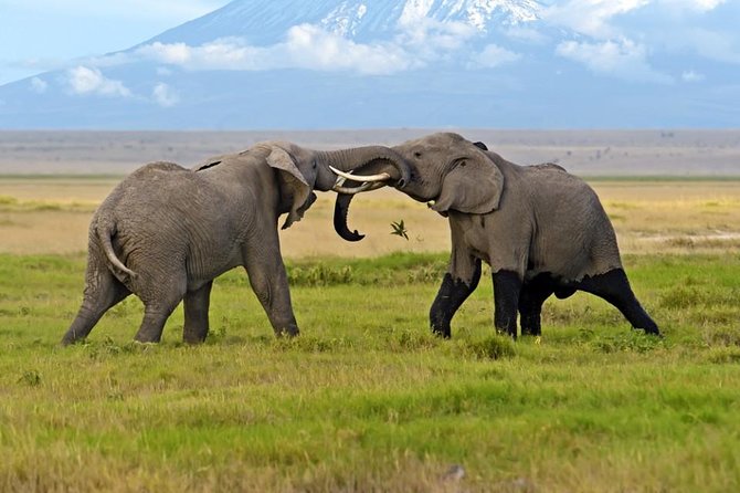 Amboseli National Park: Guided Full Day Tour - The Nairobi departure and the long road south