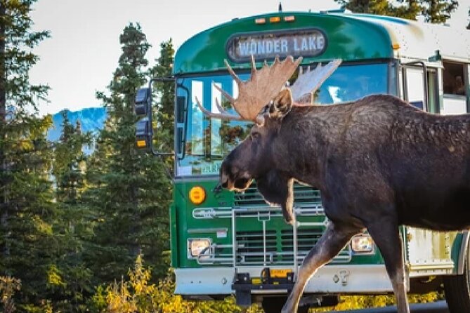 Anchorage: Kenai Fjords & Denali National Park 5 Day 4 Night Tour - Guides, group size, and the feel of the trip