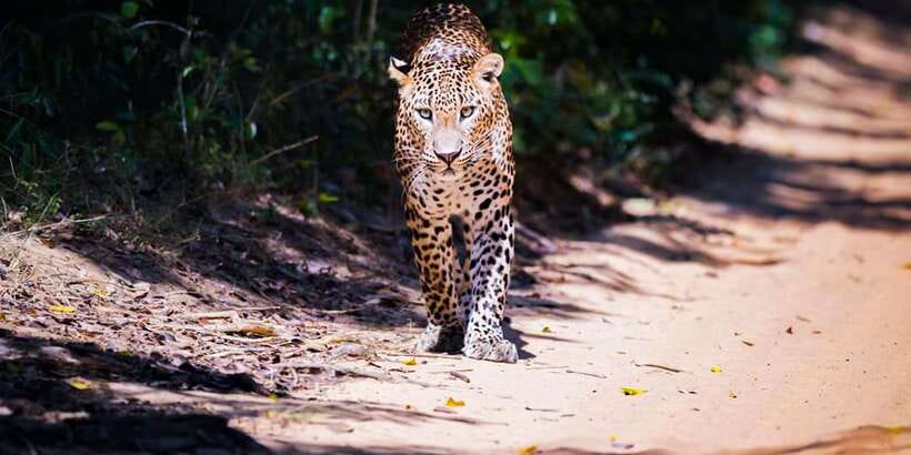 Anuradhapura: Full-Day Wilpattu All Inclusive Private Safari - Why Wilpattu suits a full-day safari