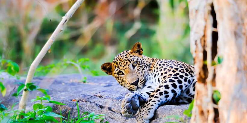 Anuradhapura: Full-Day Wilpattu All Inclusive Private Safari - Leopard searching can shape the whole day
