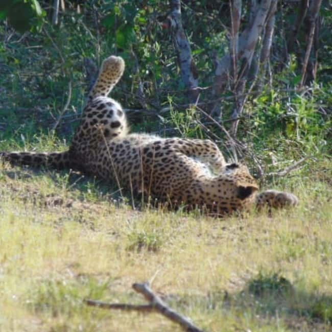 Anuradhapura: Full-Day Wilpattu All Inclusive Private Safari - Lunch beside the park’s wild setting