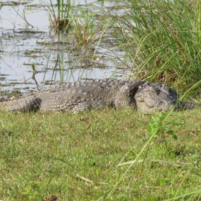 Anuradhapura: Full-Day Wilpattu All Inclusive Private Safari - What the private format changes