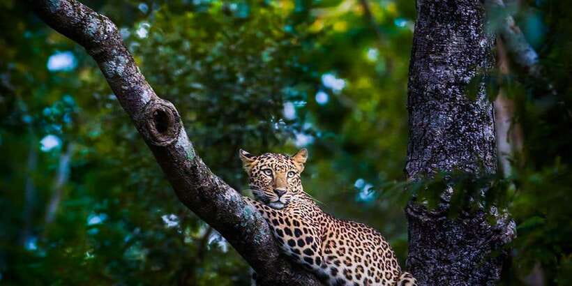 Anuradhapura: Full-Day Wilpattu All Inclusive Private Safari - Who should book this safari?