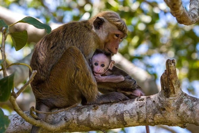 Anuradhapura: Full-Day Wilpattu National Park Private Safari - Why Wilpattu feels different from other Sri Lankan safaris